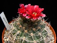 Gymnocalycium oenanthemum tillianum ©JLcoll.2033.JPG